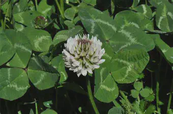 plant img